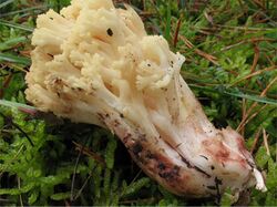 Ramaria sanguinea 25992.jpg