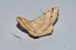 Red-Headed Inchworm Moth (Macaria bisignata) (7647463184).jpg