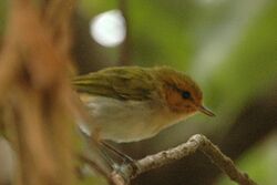 Redfacedwoodwarbler.jpg