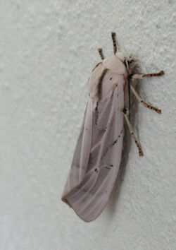 Rhodogastria amasis Female Tiger Moth in repose IMG 1593s.jpg