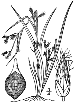 Rhynchospora scirpoides BB-1913.png