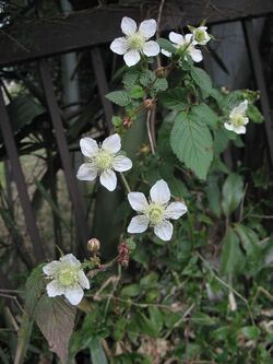 Rubus hirsutus2.jpg