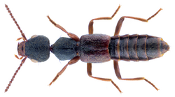 Rugilus rufipes Germar, 1836 (37579426772).png