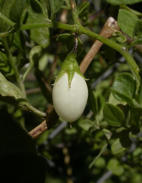 File:Salpichroa origanifolia, fruit.jpg