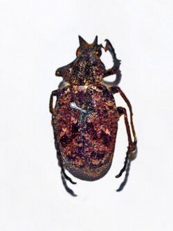 Scarabaeidae - Inca bonplandi.jpg