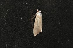 Scirpophaga imparellus (23087340854).jpg