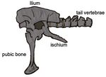 Siamotyrannus pelvis 01.JPG