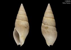 Sinistrella sinistralis (MNHN-IM-2000-3253).jpeg