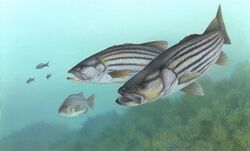 Striped bass FWS 1.jpg