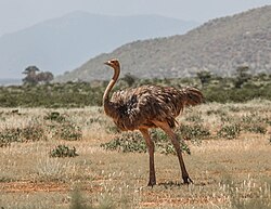 Struthio camelus -Samburu National Reserve, Kenya -female-8.jpg