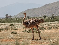 Struthio molybdophanes, female, Samburu National Reserve, Kenya.jpg