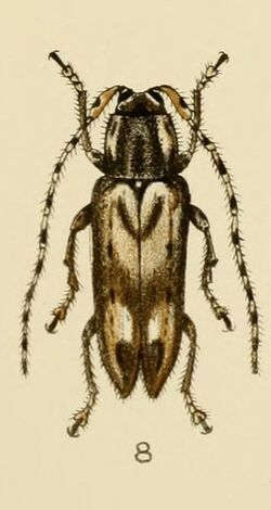 Sybrinus commixtus illustration.jpg