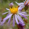 S. campestre: Photo of a flower head of Symphyotrichum campestre taken 29 July 2019 at Easley Hot Springs, Idaho, US