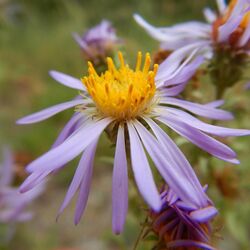 Symphyotrichum campestre 48592229702.jpg