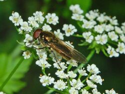 Syrphidae - Cheilosia latifrons-1.JPG