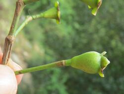 Syzygium hemisphericum 03.jpg