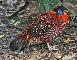 Temminck Tragopan.jpg