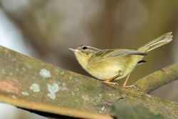 Three-striped Warbler - Chiví Tres Rayas (Basileuterus tristriatus bessereri) (14259290176).jpg