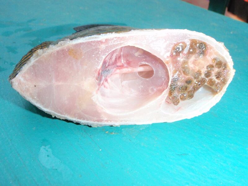 File:Tiger angelfish barotrauma P8077050.jpg