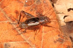 Tinkling Ground Cricket - Allonemobius tinnulus, Hall Creek Natural Resource Area, Calvert County, Maryland (38175392756).jpg