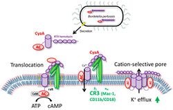 Toxins-09-00293-g001.jpg