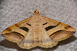 Triple Striped Peacock Moth (Chiasmia subcurvaria) (17272569201).jpg