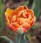 Tulipa 'Orange Princess' 2015 05.jpg