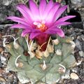 Turbinicarpus alonsoi pm 2.JPG