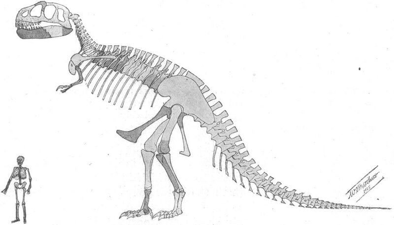 File:Tyrannosaurus skeleton.jpg