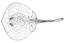 Urotrygon caudispinosus by hildebrand.jpg