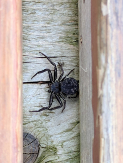 Utah Crab Spider - Bassaniana Utahensis.png