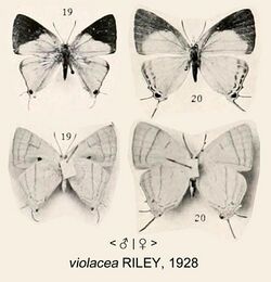 ViolaceaRiley1928OD.jpg
