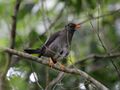 White-chinned Thrush RWD2.jpg