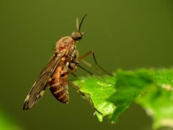 Wood Gnat (31683202016).jpg