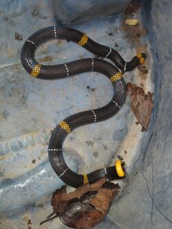 Yellow-banded Coral Snake, Micrurus hemprichii 1.jpg