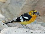 Yellow Grosbeak RWD.jpg