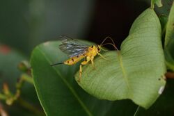 Yellow Ichneumon Wasp.jpg