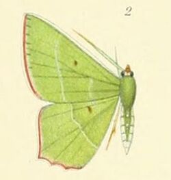 02-Chrysochloroma megaloptera (Lower, 1894).JPG