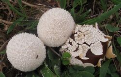 2012-08-18 Lycoperdon marginatum Vittad 250854.jpg