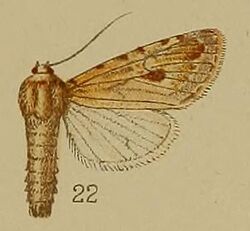 22-Lycophotia poliades=Scythocentropus scripturosa (Eversmann 1854).JPG