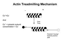 Actin Treadmilling Mechanism .jpg