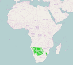 Afrika Verbreitungsgebiet Lamprotornis australis.png
