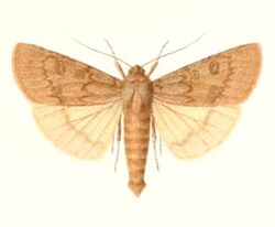 Agrotis-fasciata.jpg