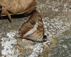 Alala Sister, underside, Arvi Park, Colombia.jpg