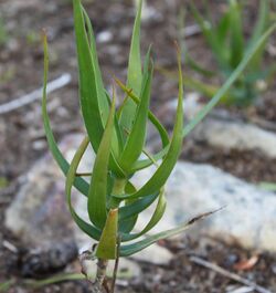 Aloe tenuior - rare var densiflora - South Africa.jpg