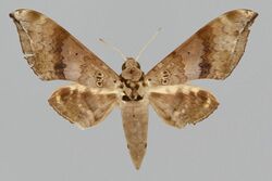 Ambulyx flava, female, upperside. Philippines, Mindanao, South Cotabato, Maitum, Motoklot.jpg