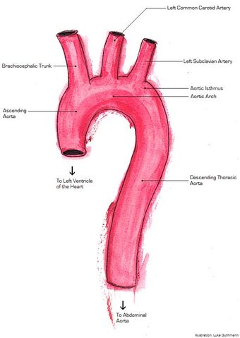 Aorta Anatomy.jpg
