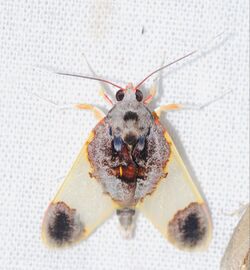Arctiid Moth (Thyromolis pythia) (38715004930).jpg