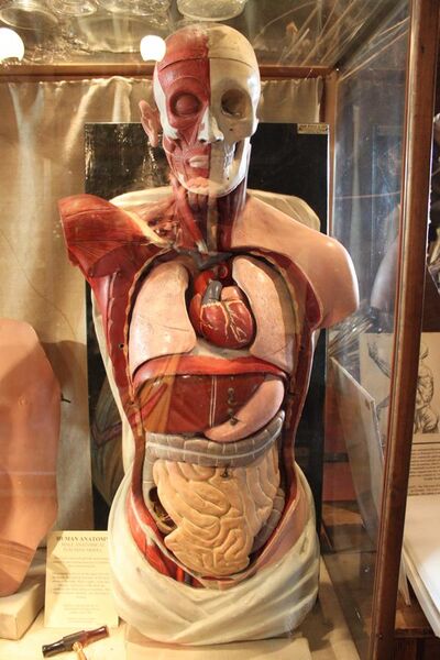 File:BLW Human Anatomy.jpg