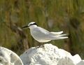 Black-naped Tern LEI.JPG